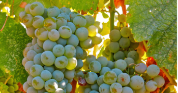 初夏に飲みたい微発泡ワイン！ポルトガルの緑ワイン『ヴィーニョヴェルデ』おすすめ7選！