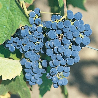 日本ワインの代表的な産地と国際ブドウ品種｜エリア別に特徴を解説
