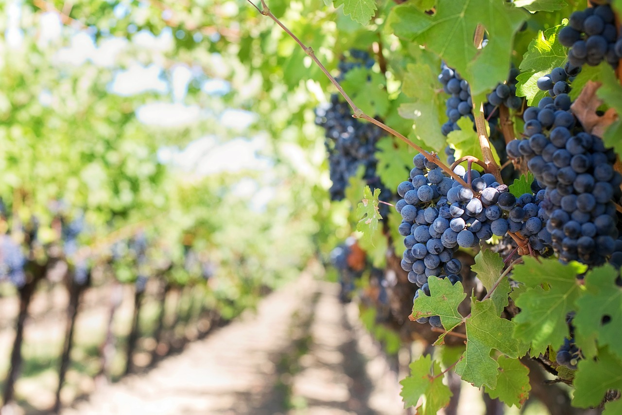 速習！ワインの歴史と代表的なブドウ品種・産地｜シニアソムリエが徹底解説